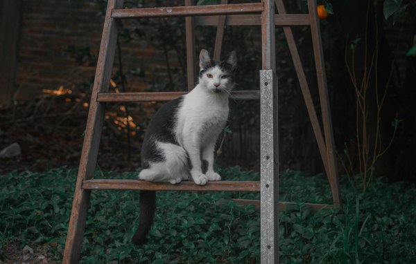 Mastering the Trendy Look: Pairing Graphic Sweatshirts with Tailored Blazers in Startup Culture